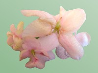 African Violet - Heartland's Lime Sherbet African Violet - Heartland's Lime Sherbet